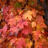 Armstrong Gold Maple #7 - Image 2